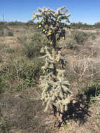 Image of Cylindropuntia imbricata subsp. spinosior