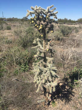 Image of Spiny Cholla