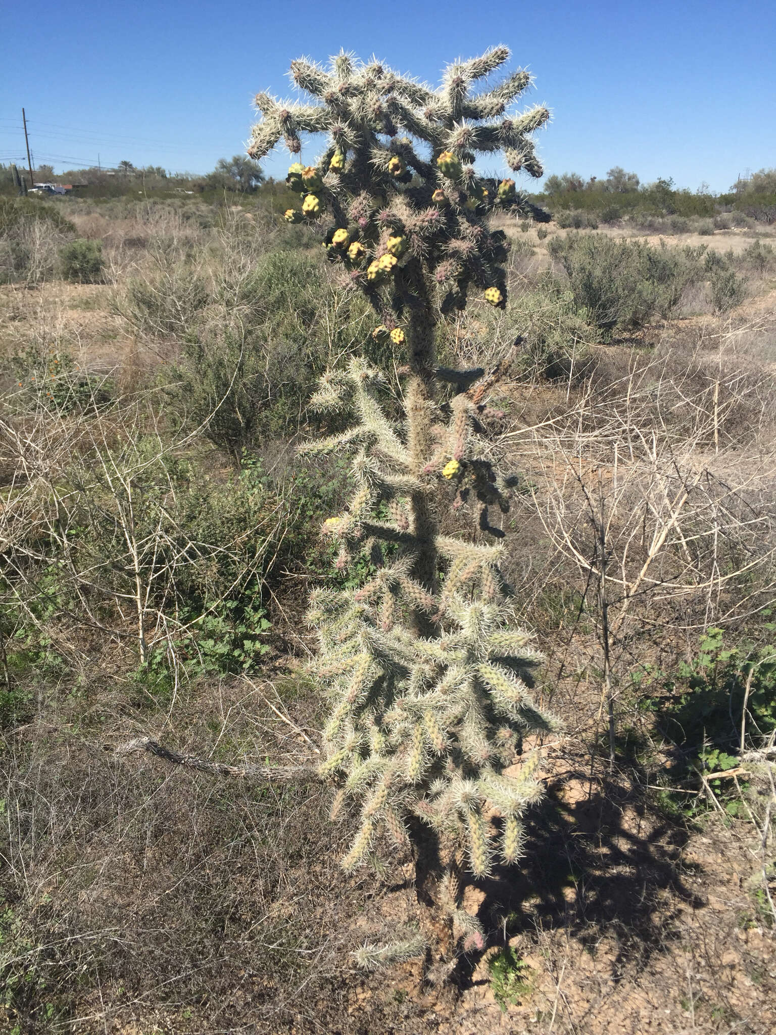 Image of Cylindropuntia imbricata subsp. spinosior