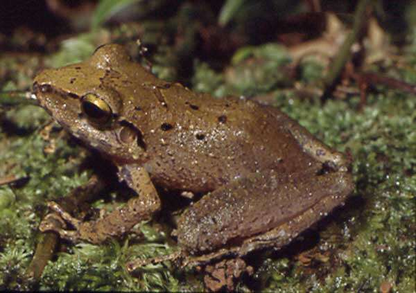 Image of Pristimantis fenestratus (Steindachner 1864)