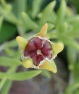 Image of Delosperma hirtum (N. E. Br.) Schwant.