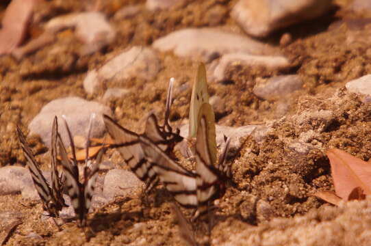 Image of Protographium epidaus (Doubleday 1846)