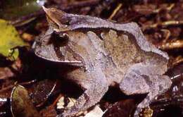 Image of Boie's Frog