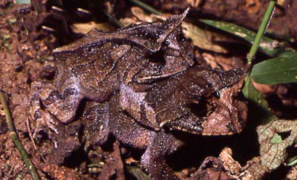 Image of Boie's Frog