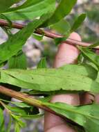 Image de Solidago snarskisii