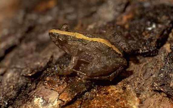 Image of Hensel’s Swamp Frog