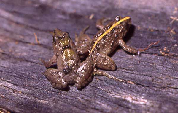 Image of Hensel’s Swamp Frog