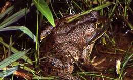 Слика од Lithobates catesbeianus (Shaw 1802)