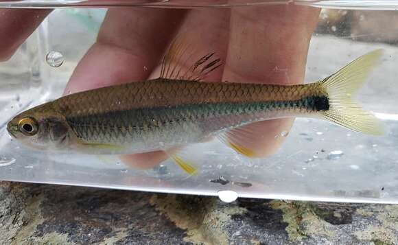 Image of Tricolor Shiner