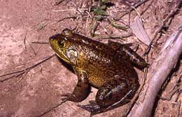 Слика од Lithobates catesbeianus (Shaw 1802)