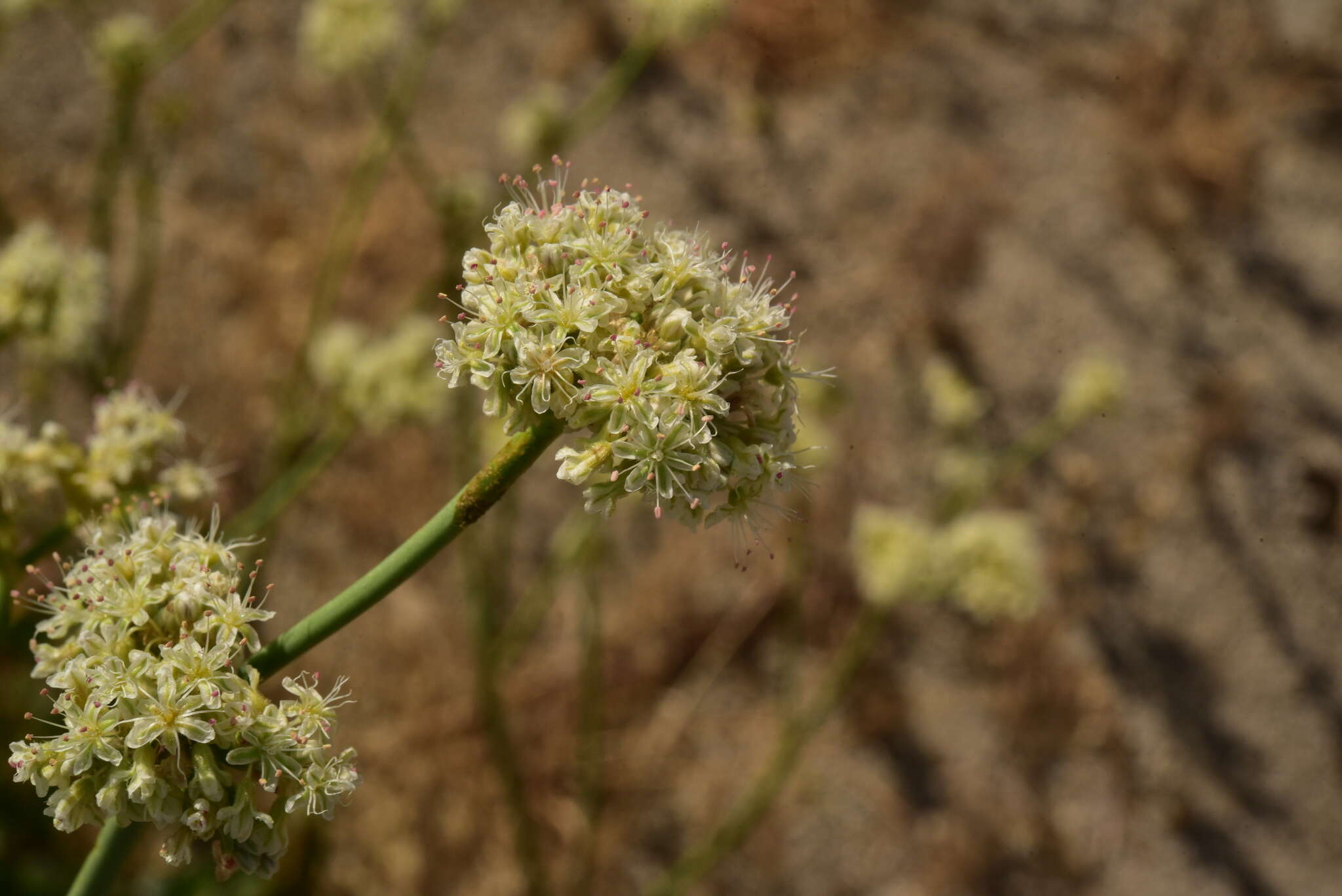 Imagem de Eriogonum elatum var. elatum