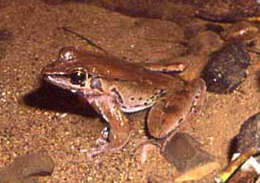 Image of Siam Frog; Black-eared Frog