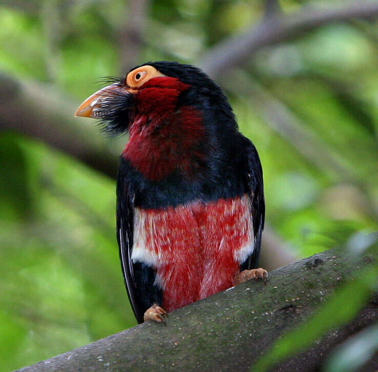 Image of Bearded Barbet