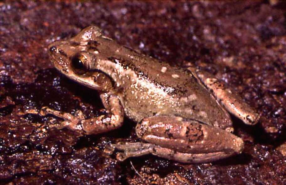 Image of Crubixa Snouted Treefrog