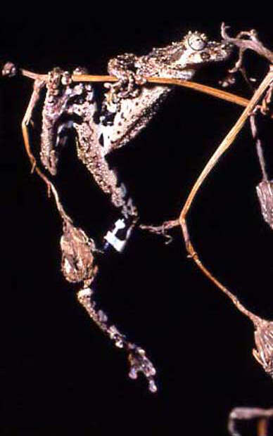 Image of Ololygon catharinae (Boulenger 1888)
