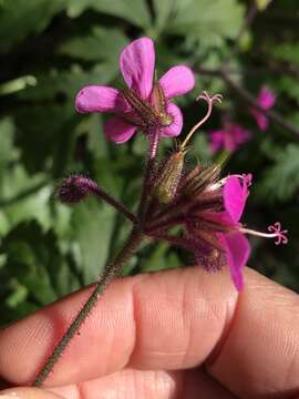 Image of Geranium reuteri Aedo & Muñoz Garm.