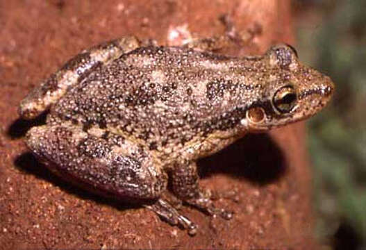 Image of Lesser Snouted Treefrog