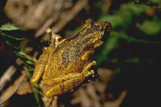 Image of <i>Scinax perereca</i> Pombal, Haddad & Kasahara 1995