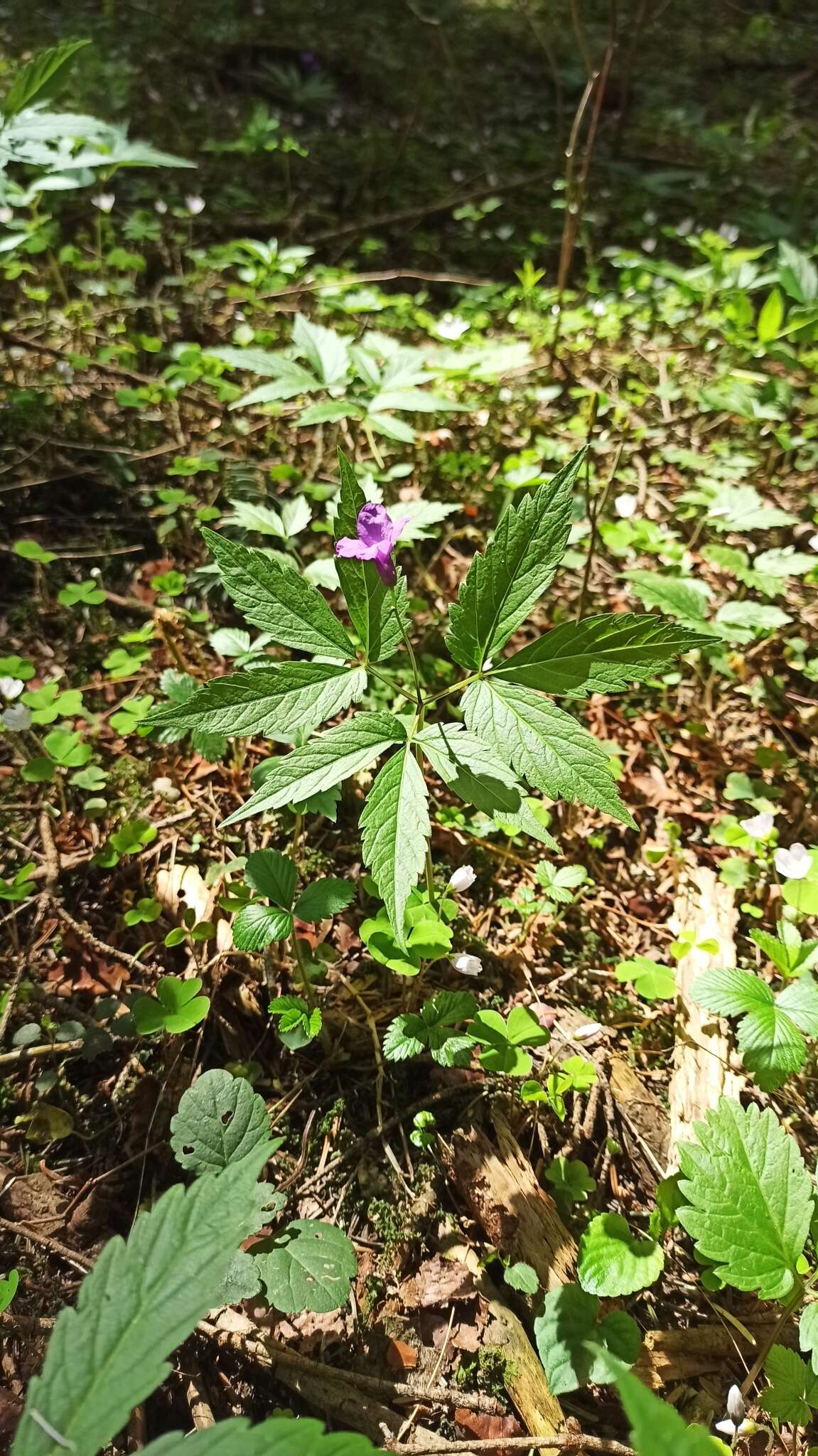 Image of Cardamine glanduligera O. Schwarz