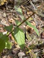 Plancia ëd Eupatorium sessilifolium var. vaseyi (Porter) Fern. & Grisc.