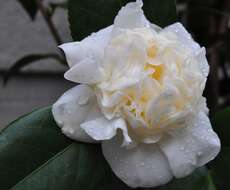 Image of camellia