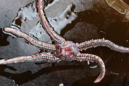 Image of Ophiopholis kennerlyi Lyman 1860