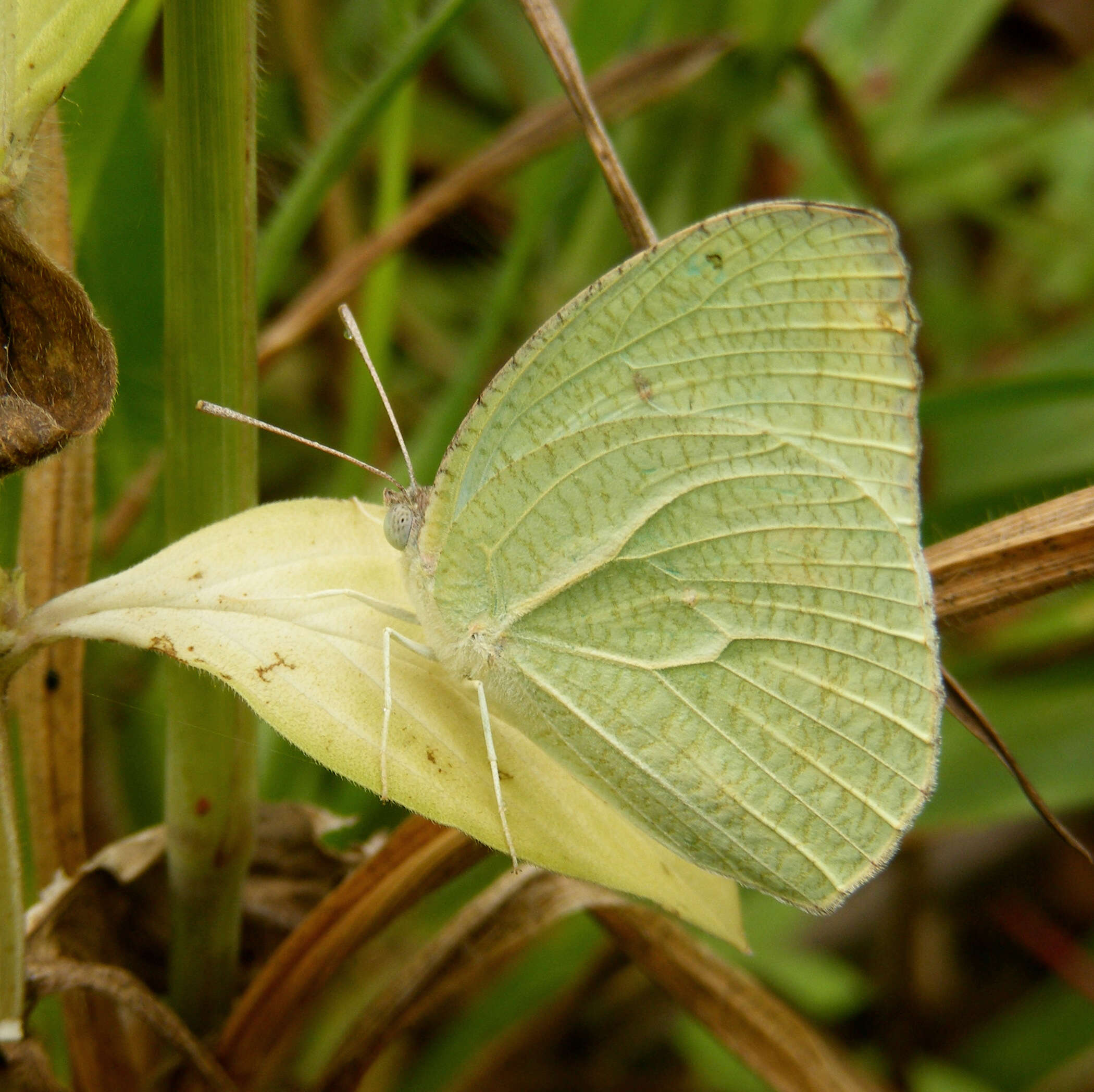 Image of Catopsilia pyranthe (Linnaeus 1758)