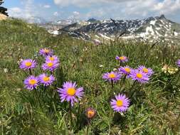Image of alpine aster