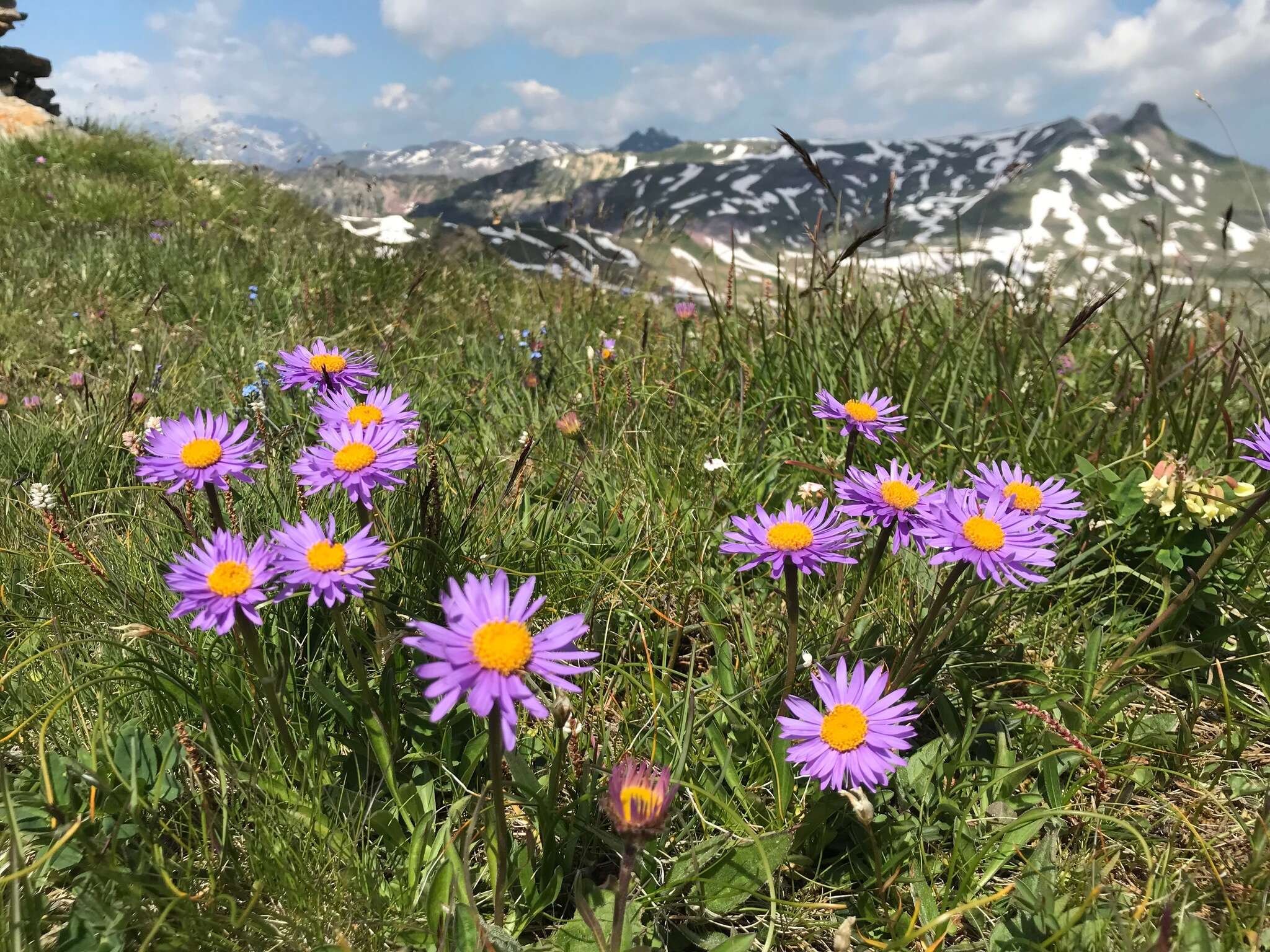 Image of alpine aster