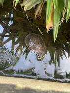 Image of Malayan snail-eating turtle