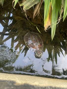 Image of Malayan snail-eating turtle