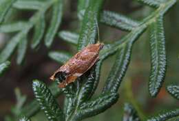 Image of beech leafroller