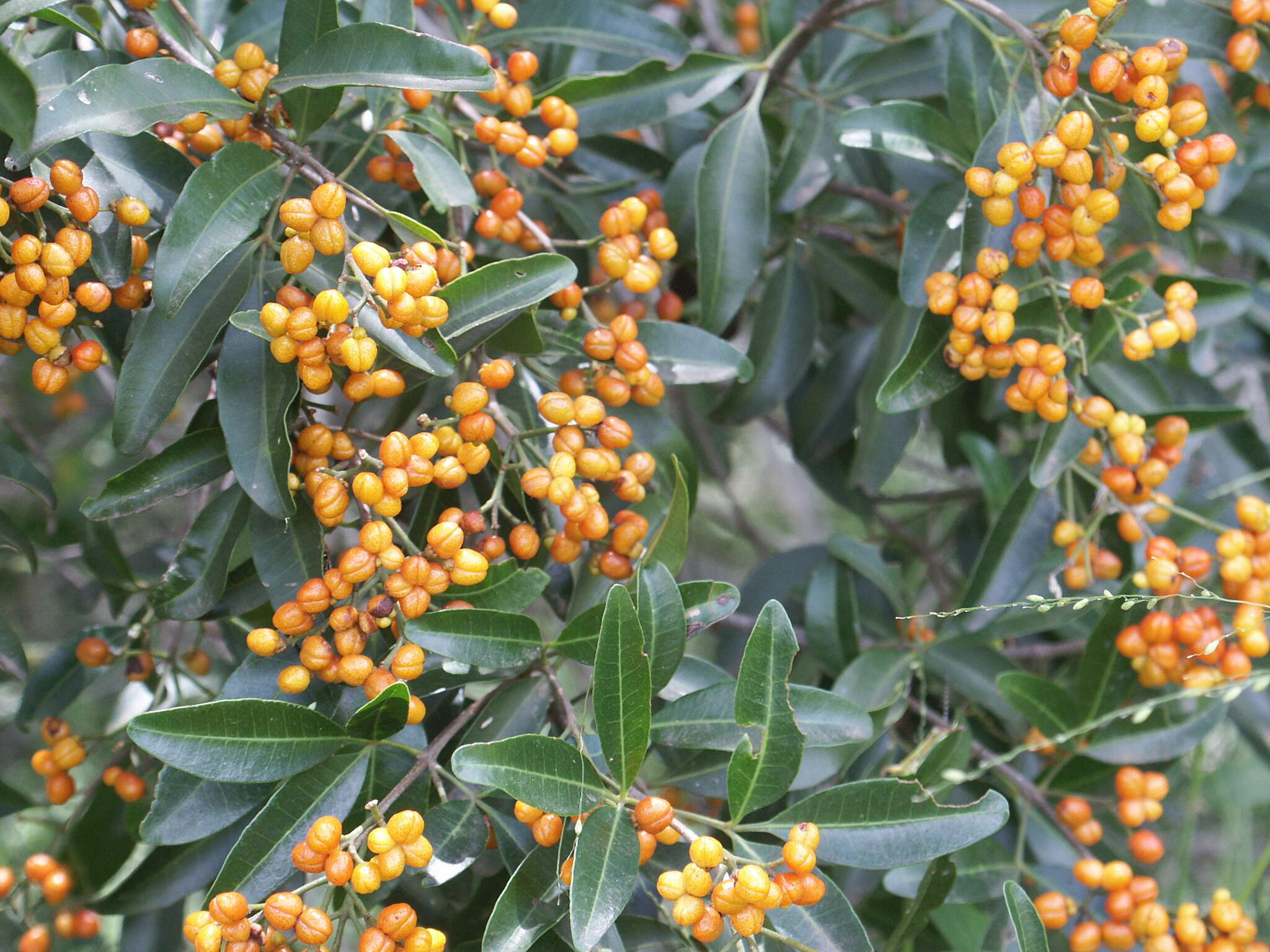 Image de Dinosperma erythrococcum (F. Müll.) T. G. Hartley