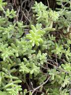 Image of Sedum nudum Ait.