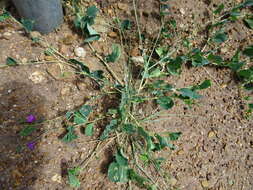Image of Corbichonia decumbens (Forsk.) Exell