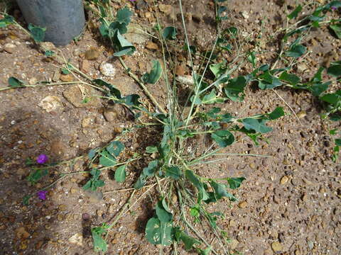 Image of Corbichonia decumbens (Forsk.) Exell