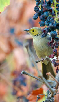 صورة Lichenostomus Cabanis 1851