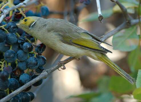 صورة Lichenostomus Cabanis 1851