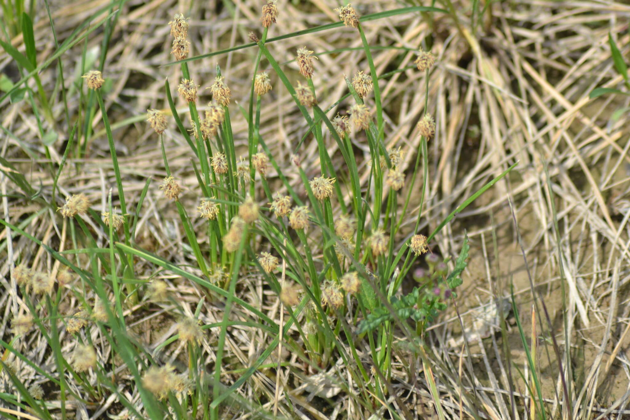 Image of Flat-Stem Spike-Rush