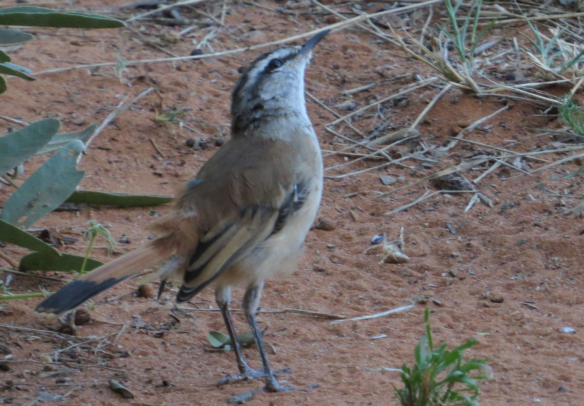 Image of Kalahari Scrub Robin