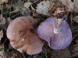 Image de Tricholome Pied bleu