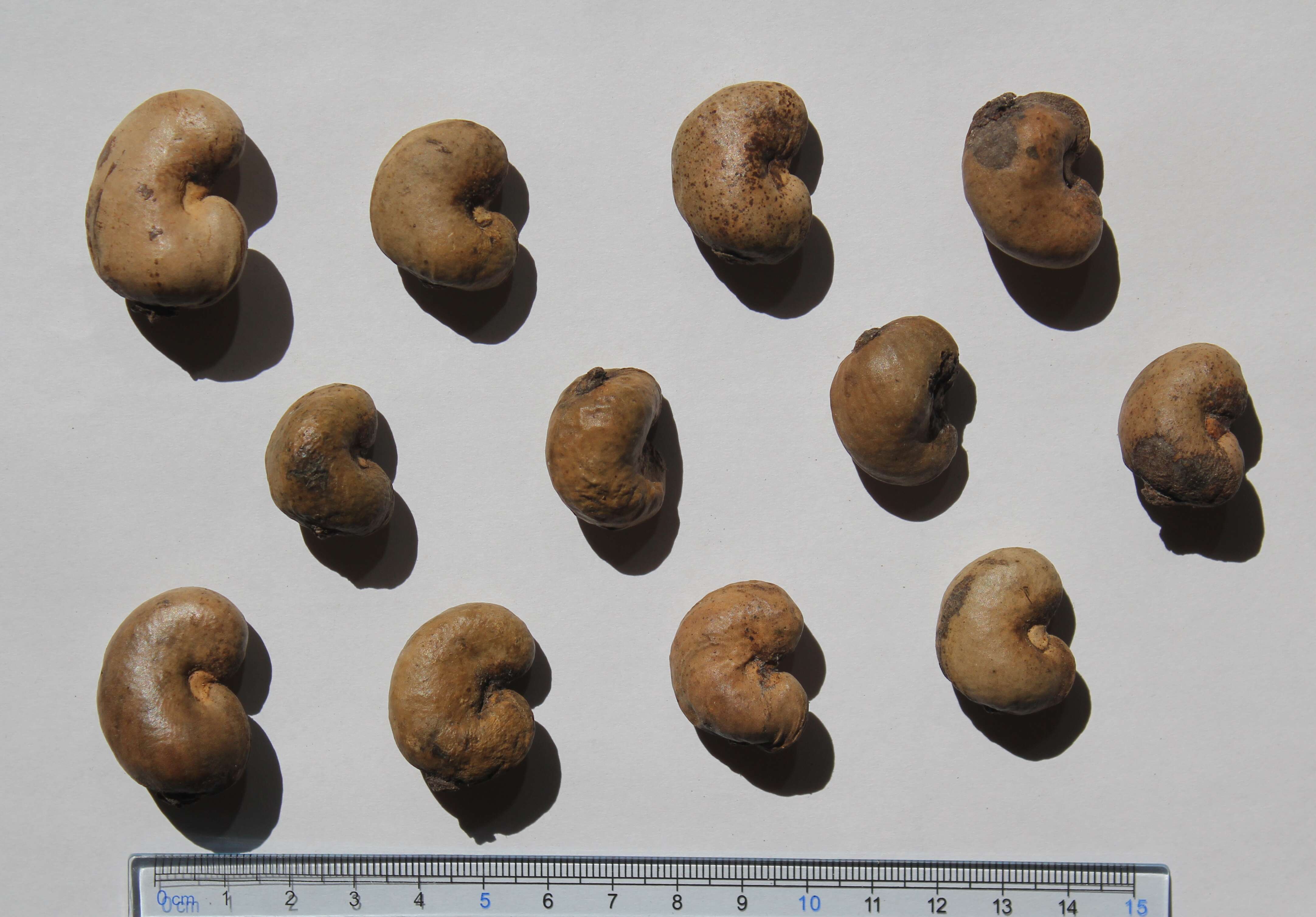 Image of cashew