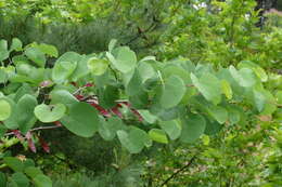 Image of Judas-tree