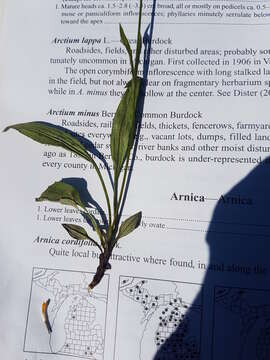 Image of longleaf arnica