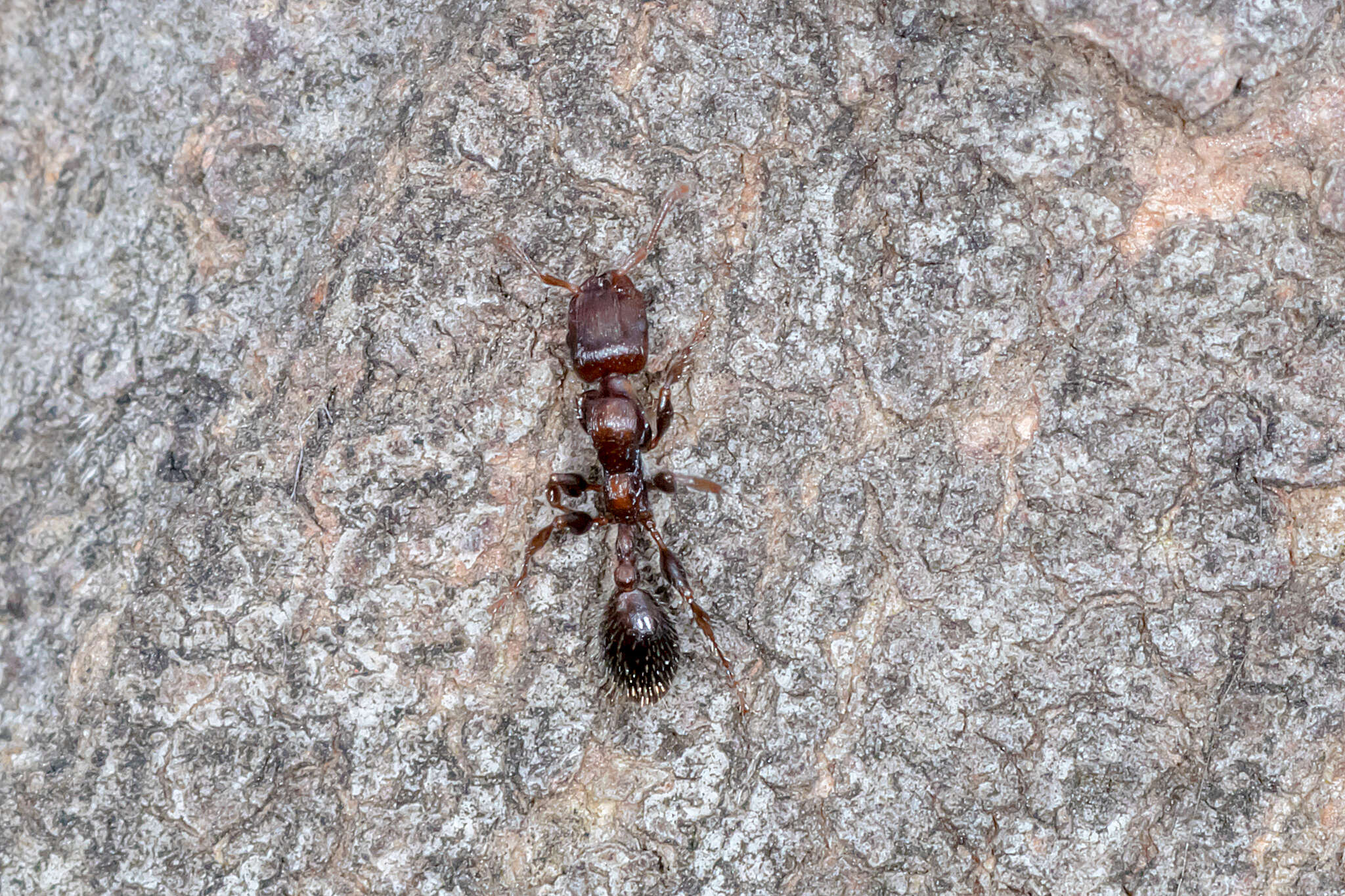 Image de Podomyrma elongata Forel 1895