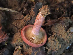 Image of Lactarius spinosulus Quél. & Le Bret. 1880