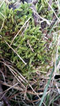 Image of Racopilum cuspidigerum var. convolutaceum (Müll. Hal.) Zanten & Dijkstra