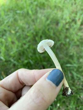 Слика од Saproamanita prairiicola (Peck) Redhead, Vizzini, Drehmel & Contu 2016