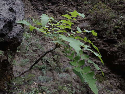 Image de Sonchus gummifer Link