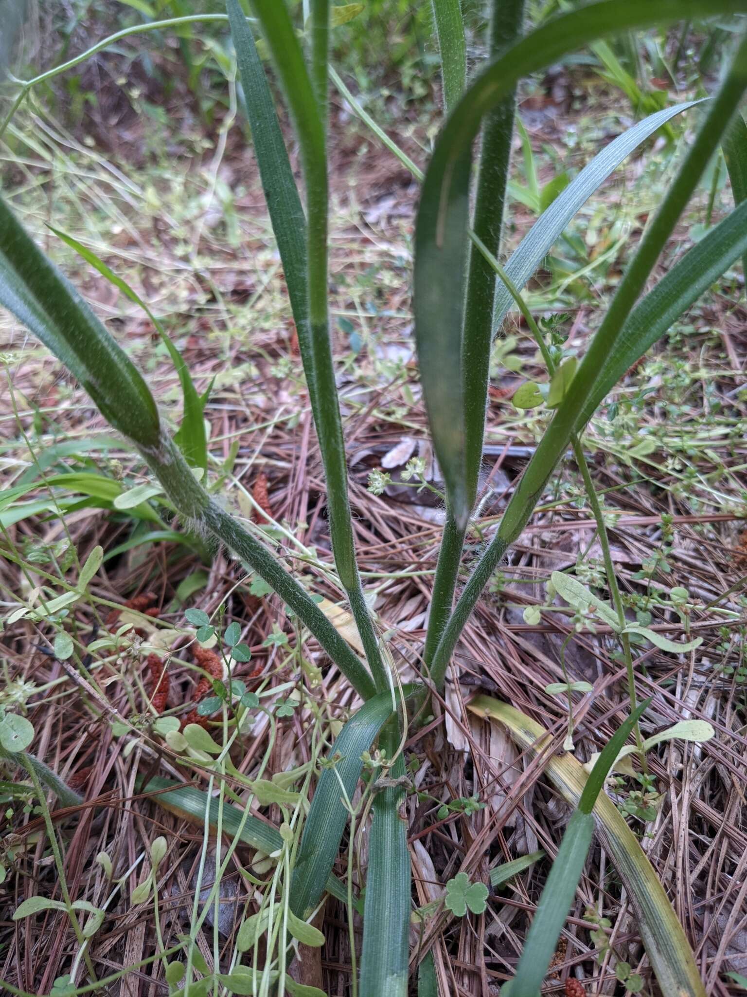 Image of hairystem spiderwort